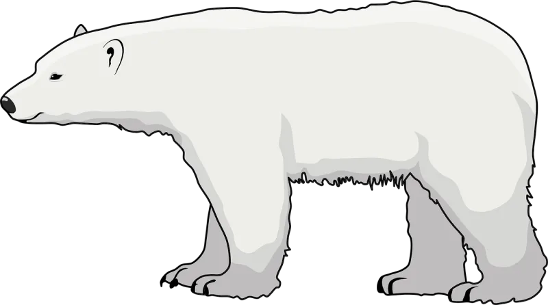 Animal Polar bear Arctic Stickdatei – Tiere