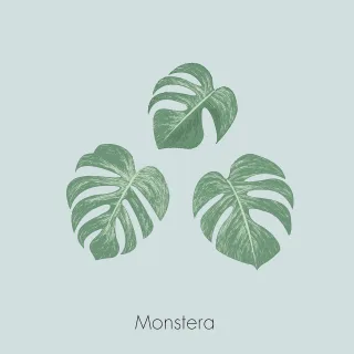 Monstera Leaves Plant Stickdatei