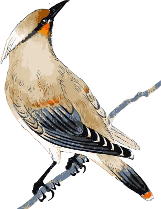 Waxwing Bird Animal Stickdatei – Tiere