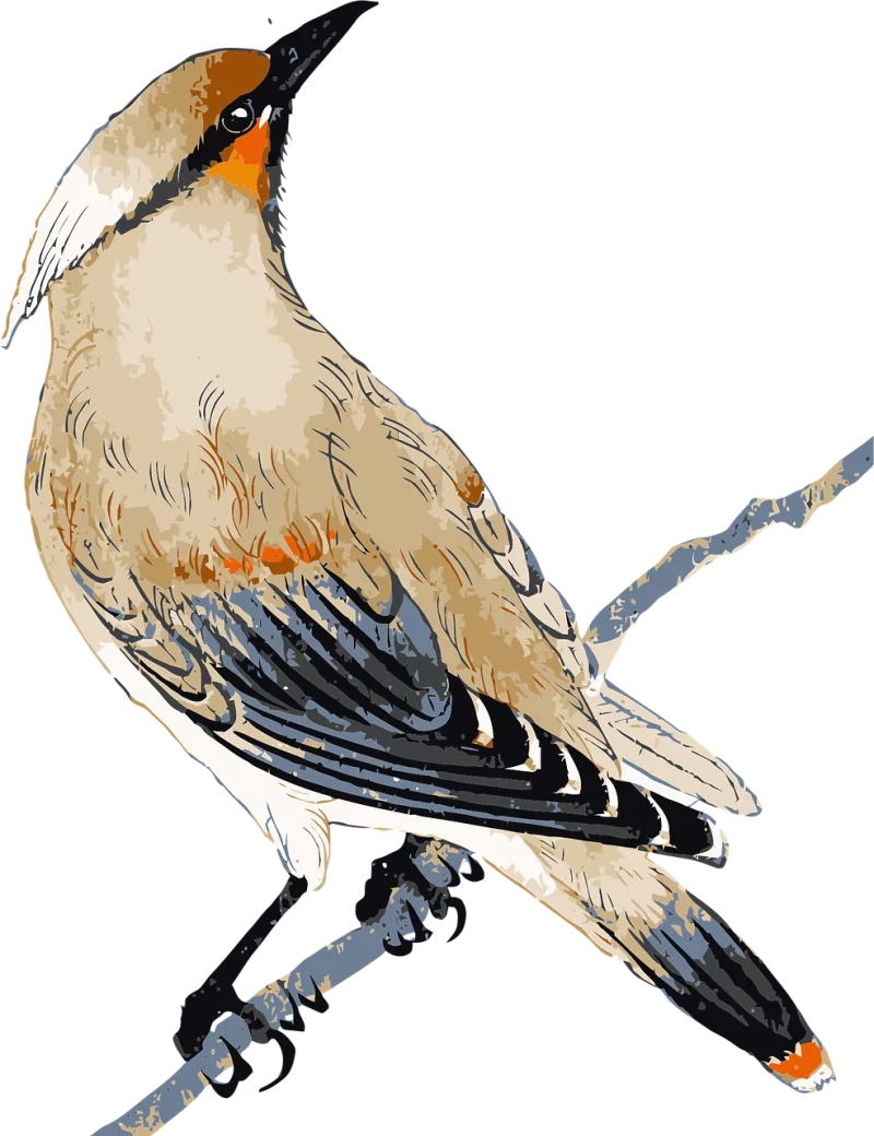 Waxwing Bird Animal Stickdatei – Tiere