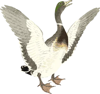 Duck Drake Bird Stickdatei