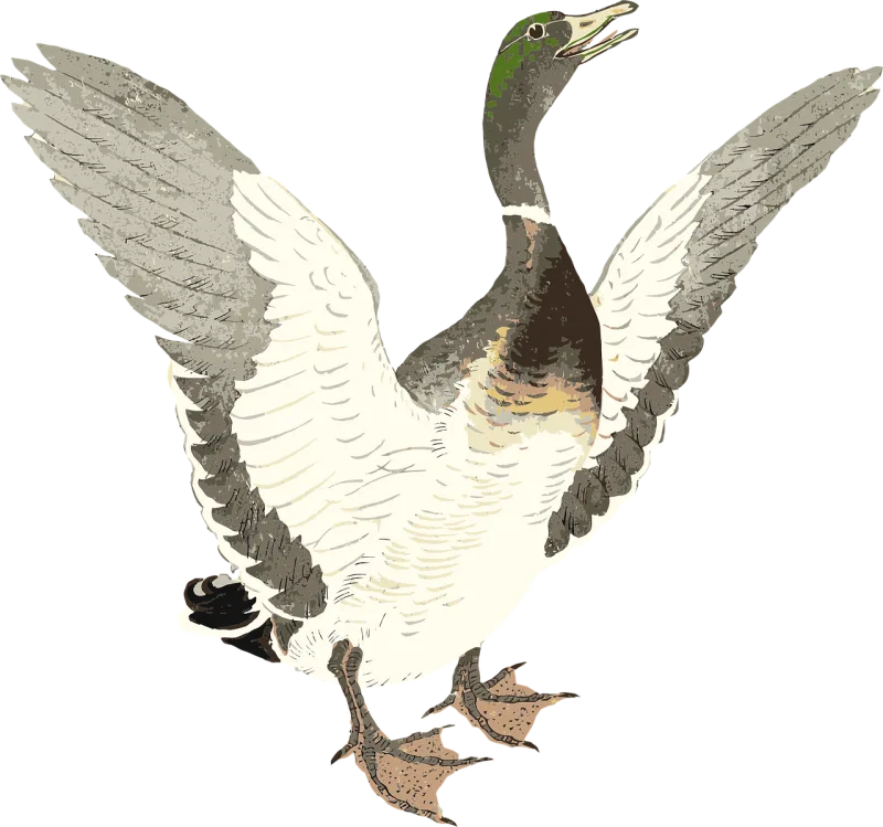 Duck Drake Bird Stickdatei – Tiere
