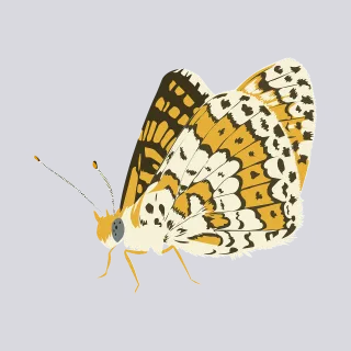 Butterfly Insect Bug Stickdatei