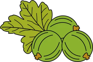 Fruit Gooseberry Food Stickdatei – Essen & Trinken