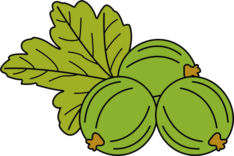 Fruit Gooseberry Food Stickdatei – Essen & Trinken
