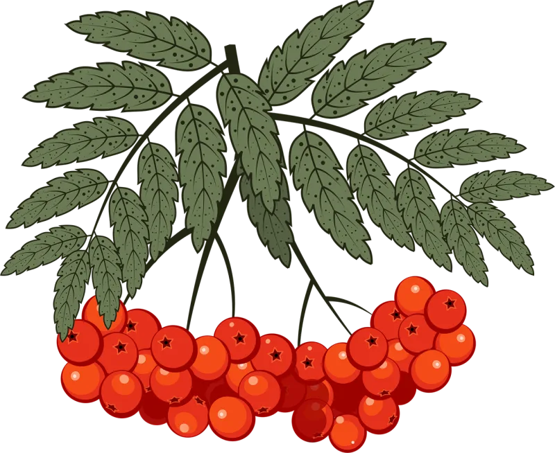 Berry Rowan Mountain ash Stickdatei – Natur