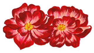 Flowers Drawing Roses Stickdatei
