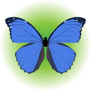 Butterfly Morpho butterfly Insect Stickdatei