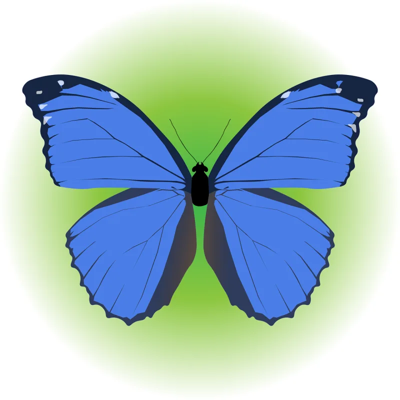 Butterfly Morpho butterfly Insect Stickdatei – Tiere