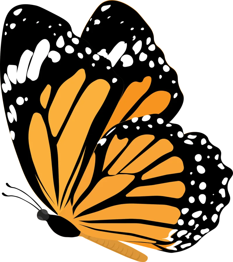 Butterfly Insect Moth Stickdatei – Tiere