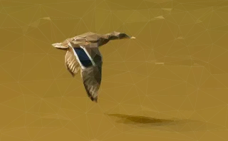 Flying bird Mallard Pixel art Stickdatei
