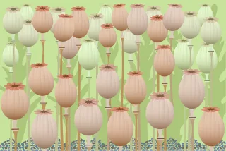Poppy head Seed pods Poppies Stickdatei