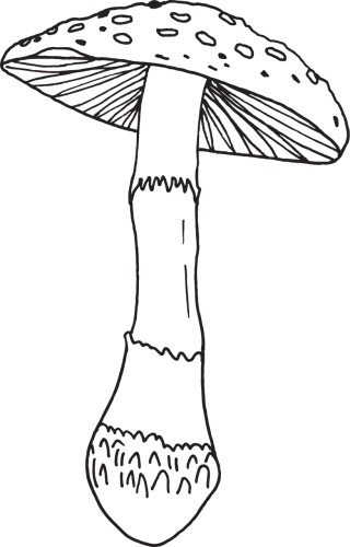 Mushroom Cartoon Fungus Stickdatei