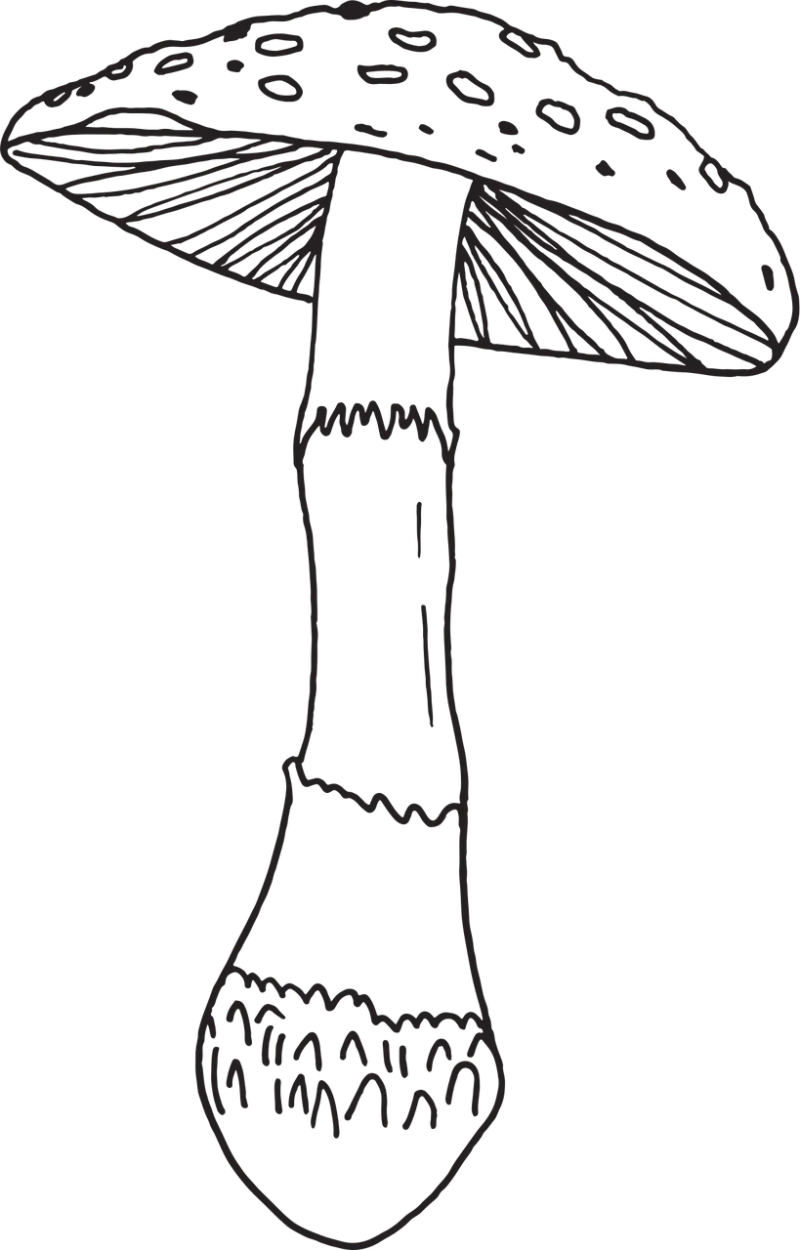 Mushroom Cartoon Fungus Stickdatei – Natur