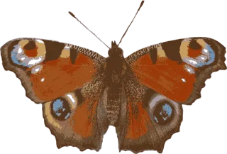 Insect Peacock butterfly Entomology Stickdatei