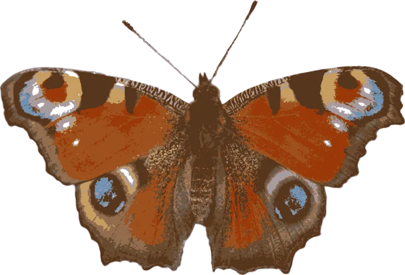 Insect Peacock butterfly Entomology Stickdatei – Tiere