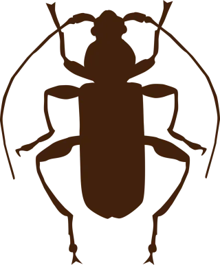 Insect Beetle Entomology Stickdatei