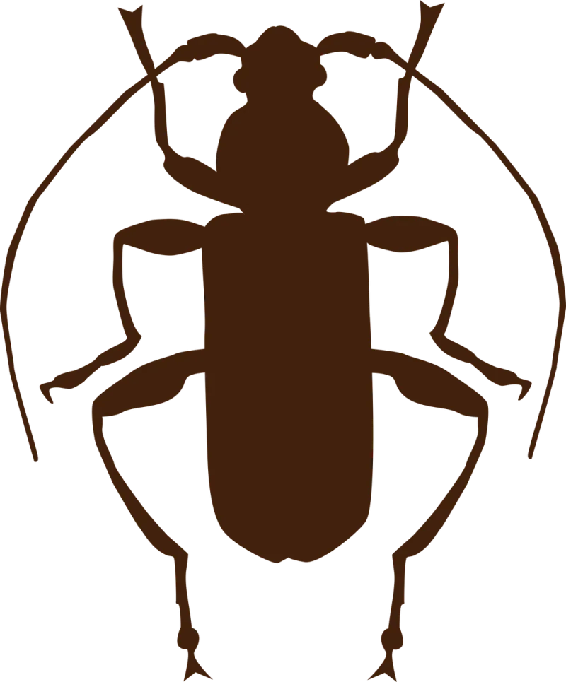 Insect Beetle Entomology Stickdatei – Tiere