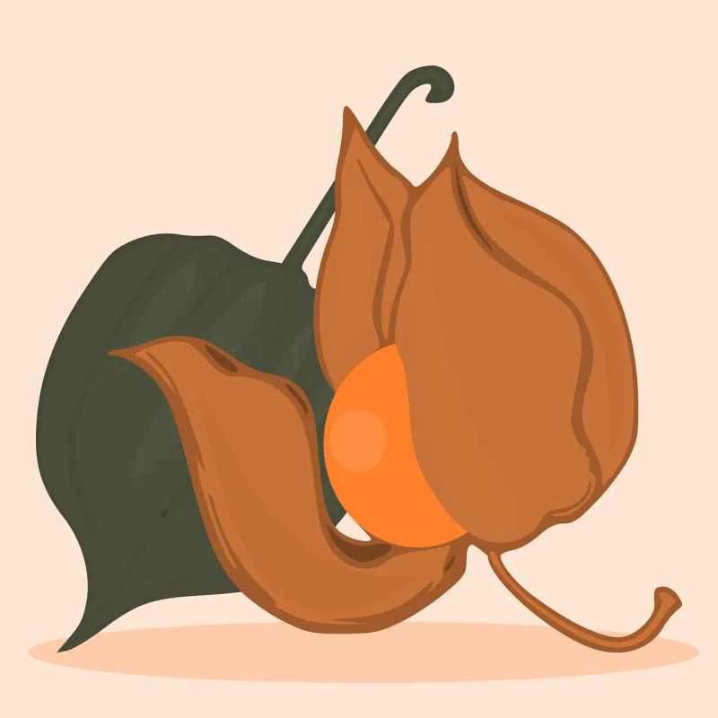 Cape gooseberries Fruit Food Stickdatei – Essen & Trinken