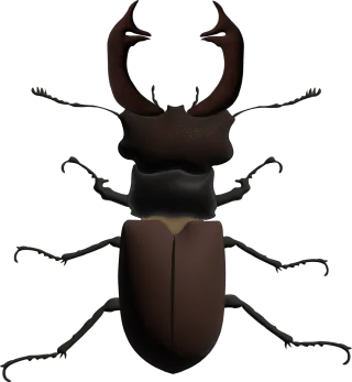 Beetle Stag beetle Insect Stickdatei