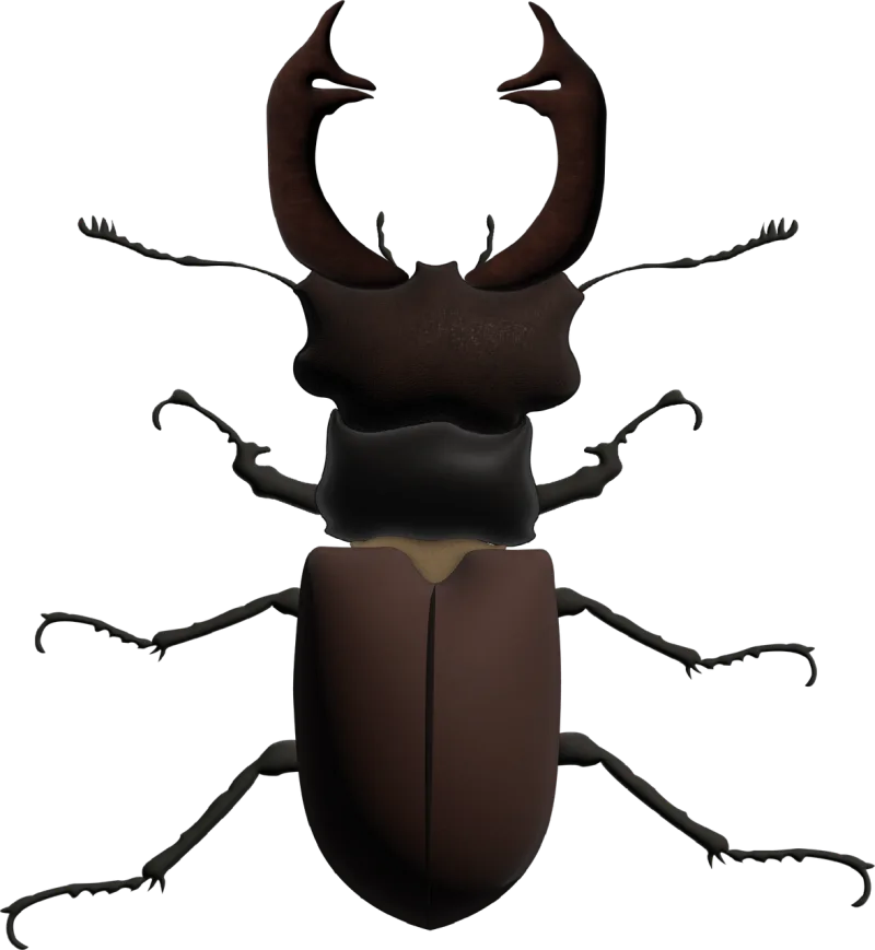 Beetle Stag beetle Insect Stickdatei – Tiere