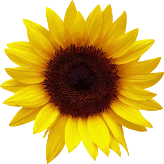 Flower Sunflower Summer Stickdatei