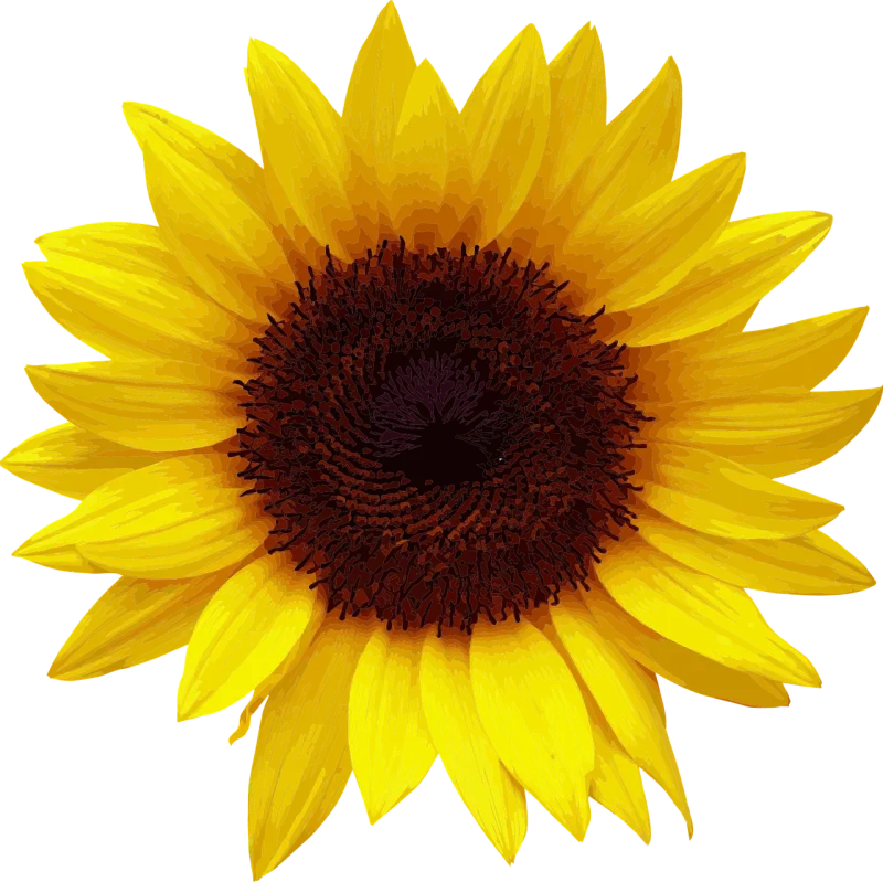 Flower Sunflower Summer Stickdatei – Blumen