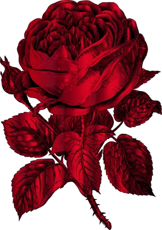 Rose Flower Sketch Stickdatei – Blumen