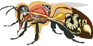 Bee anatomy Bee Insect Stickdatei