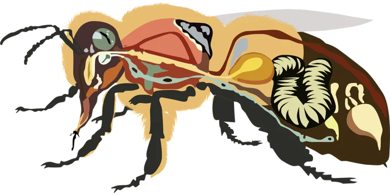 Bee anatomy Bee Insect Stickdatei – Tiere