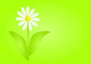 Daisy Flower Flower wallpaper Stickdatei