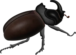Insect Rhinoceros beetle Beetle Stickdatei