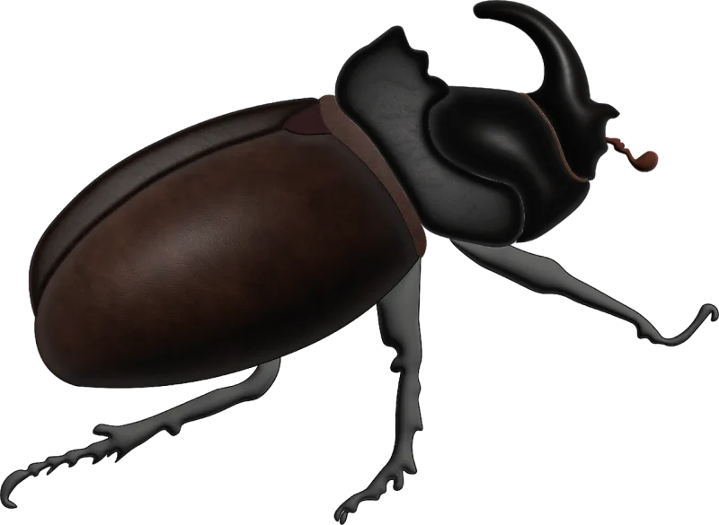 Insect Rhinoceros beetle Beetle Stickdatei – Tiere
