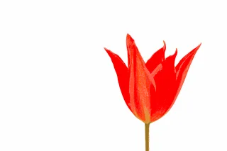 Tulip Flower Spring Stickdatei