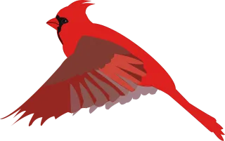 Cardinal Bird Nature Stickdatei – Tiere