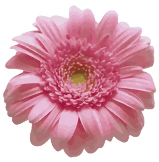 Rose Pink daisy Painting Stickdatei