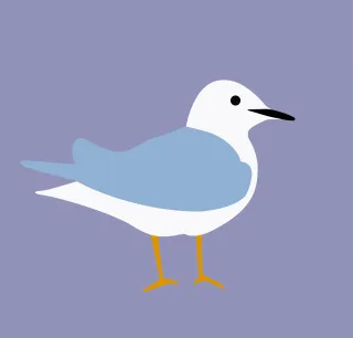Seagull Bird Cartoon Stickdatei