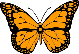 Butterfly Insect Drawing Stickdatei