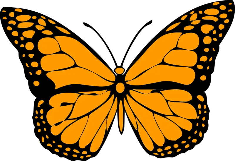 Butterfly Insect Drawing Stickdatei – Tiere