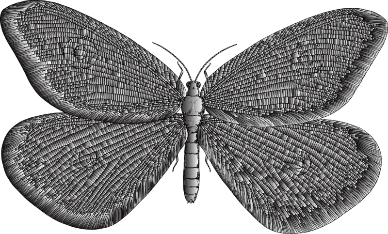 Butterfly Insect Wings Stickdatei – Tiere