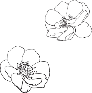 Rose Rose flower Beautiful flowers Stickdatei