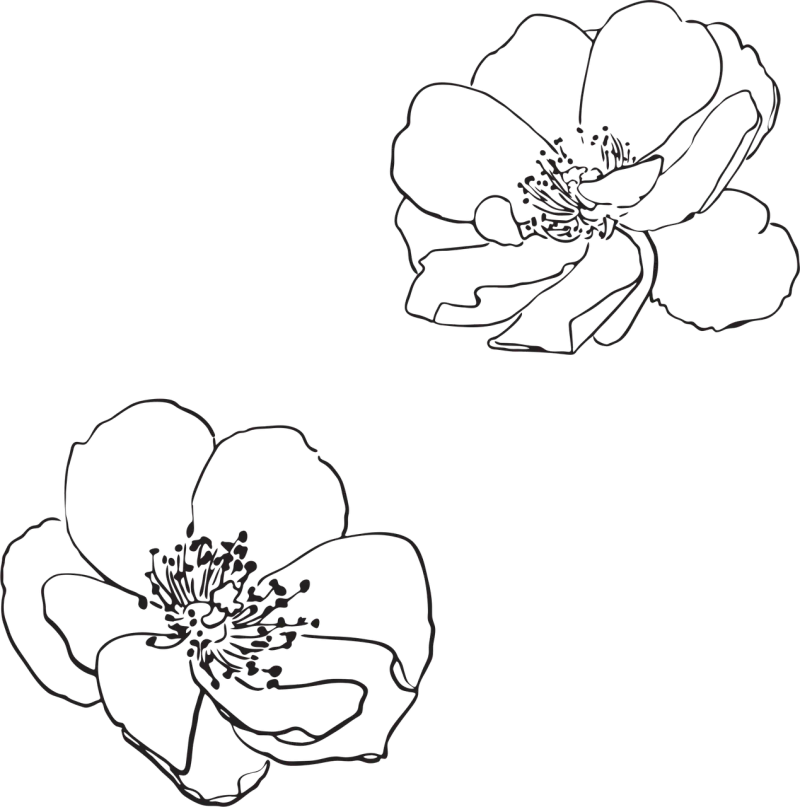 Rose Rose flower Beautiful flowers Stickdatei – Blumen