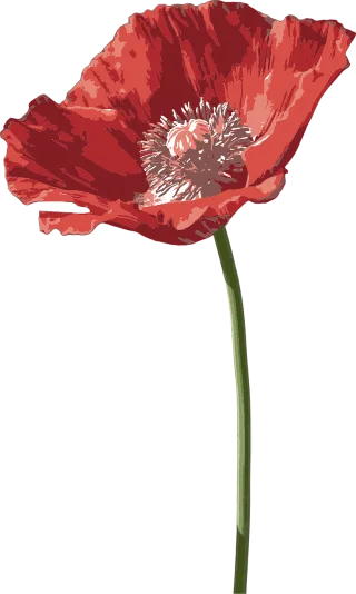 Poppy Flower Flower wallpaper Stickdatei