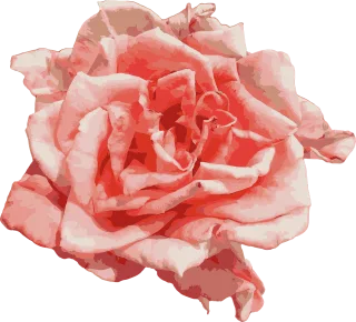 Rose Flower Rose flower Stickdatei