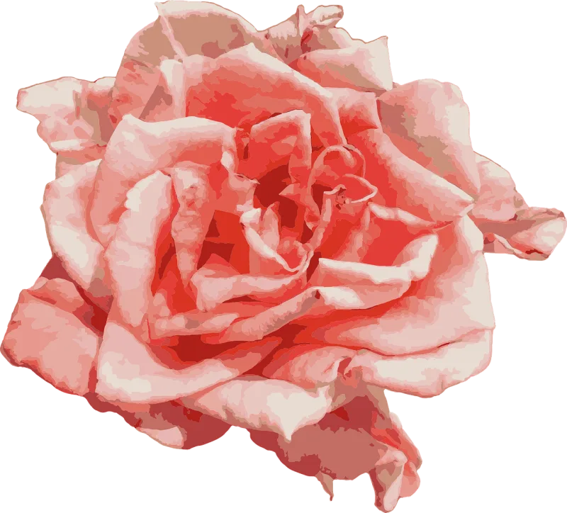 Rose Flower Rose flower Stickdatei – Blumen
