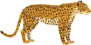 Leopard Feline Pet Stickdatei