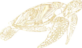 Sea turtle Animal Swimming Stickdatei