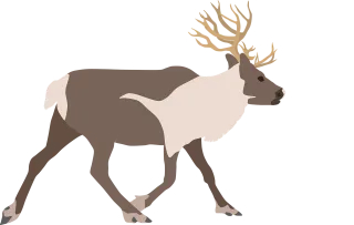 Reindeer Deer Nature Stickdatei