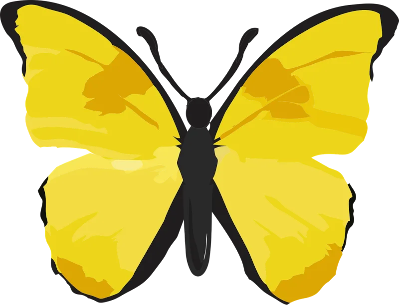 Butterfly Yellow butterfly Insect Stickdatei – Tiere