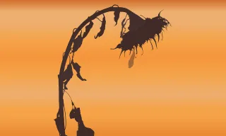 Sunflower Sunset Autumn Stickdatei
